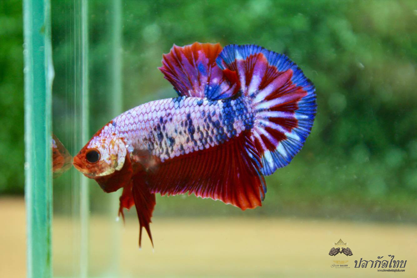 ปลากัดคัดเกรดครีบสั้น - Halfmoon Plakad Fancy Dragon Quality Grade