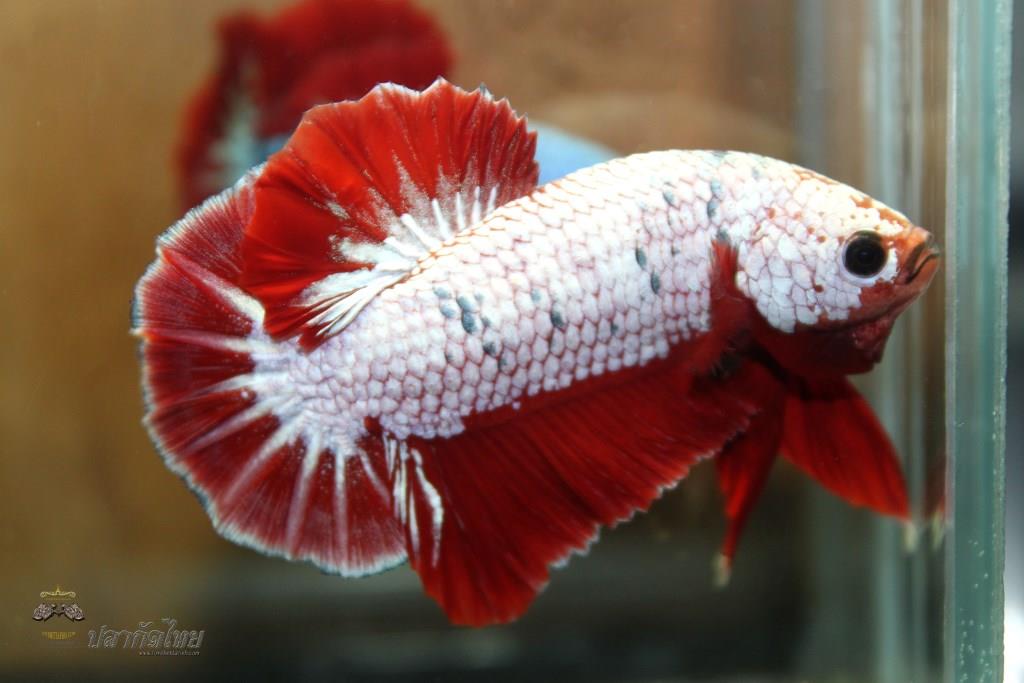 ปลาใหญ่ขนาดเกือบ 1.8-1.9 นิ้ว ปลากัดคัดเกรดครีบ - Halfmoon Plakad Red Marble Dragon Premium Quality Grade
