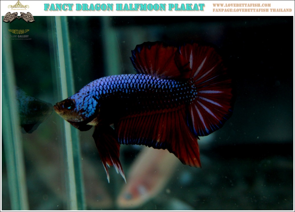 (ขายแล้วครับ)"คัดเกรด"ปลากัดครีบสั้น-Halfmoon Plakats Fancy Dragon