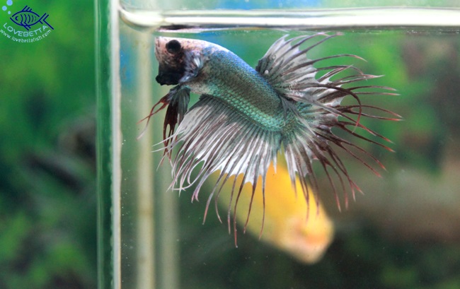 (ขายแล้วครับ)ปลากัดครีบยาวหางมงกุฏ-Crowntails Fancy Copper