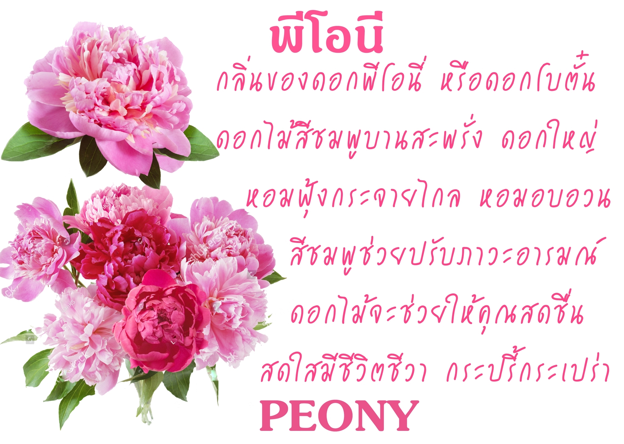 Scentnature ก้านไม้หอมอโรม่าปรับอากาศScentnature กลิ่น Peony