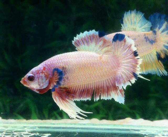 ปลากัดคัดเกรดครีบสั้น - Halfmoon Plakad Fancy Dragon Quality Grade