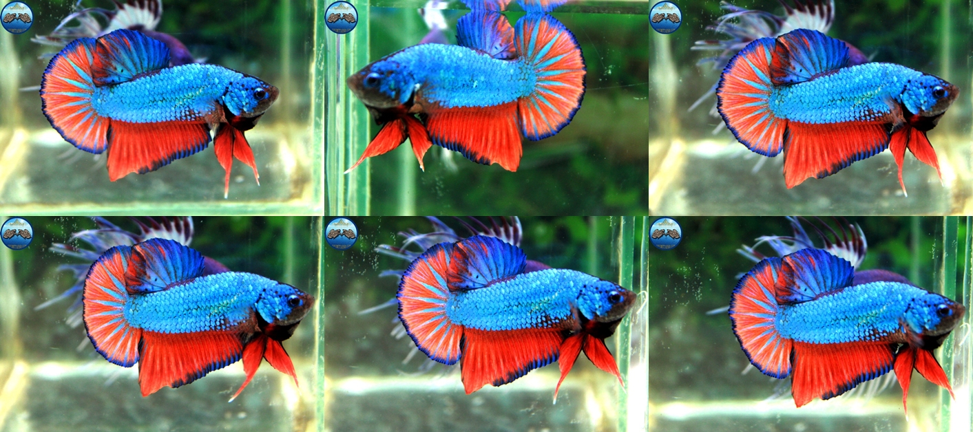 (ขายแล้วครับ)"คัดเกรด"ปลากัดครีบสั้น-Halfmoon Plakats Fancy Dragon Good Form