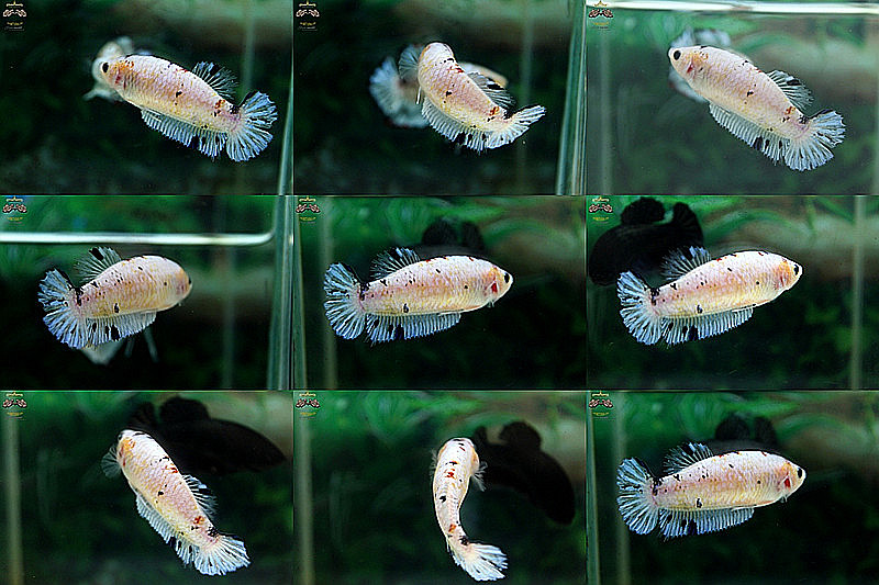 (ขายแล้วครับ)แม่พันธุ์พิเศษ"คัดเกรด"ปลากัดครีบสั้นตัวเมีย-Halfmoon Plakats Female Fancy