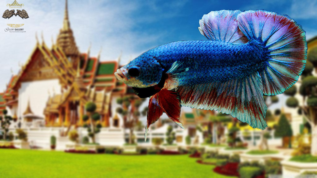 (ขายแล้วครับ)ตอนรับปีใหม่"คัดเกรด"ปลากัดครีบสั้น-Halfmoon Plakats Fancy Thailand
