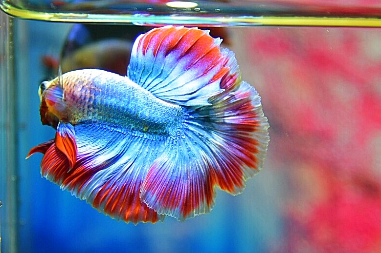 “ลายธงชาติสีสวยฟอร์มคัด”ปลากัดคัดเกรดครีบยาว - Halfmoon Thailand Premium Quality Grade AAA+