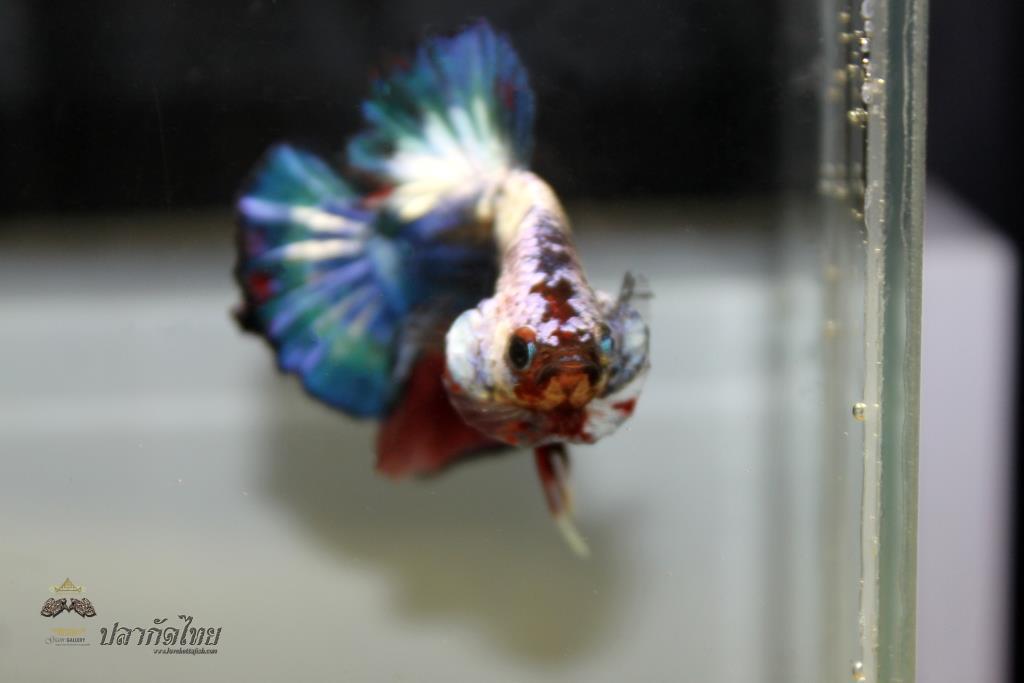 ปลากัดคัดเกรดครีบสั้น - Halfmoon Plakad Fancy Dragon Premium Quality Grade