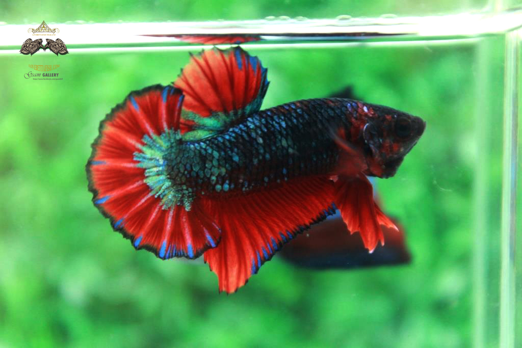 ปลากัดคัดเกรดครีบสั้น - Halfmoon Plakad Fancy Dragon Quality Grade