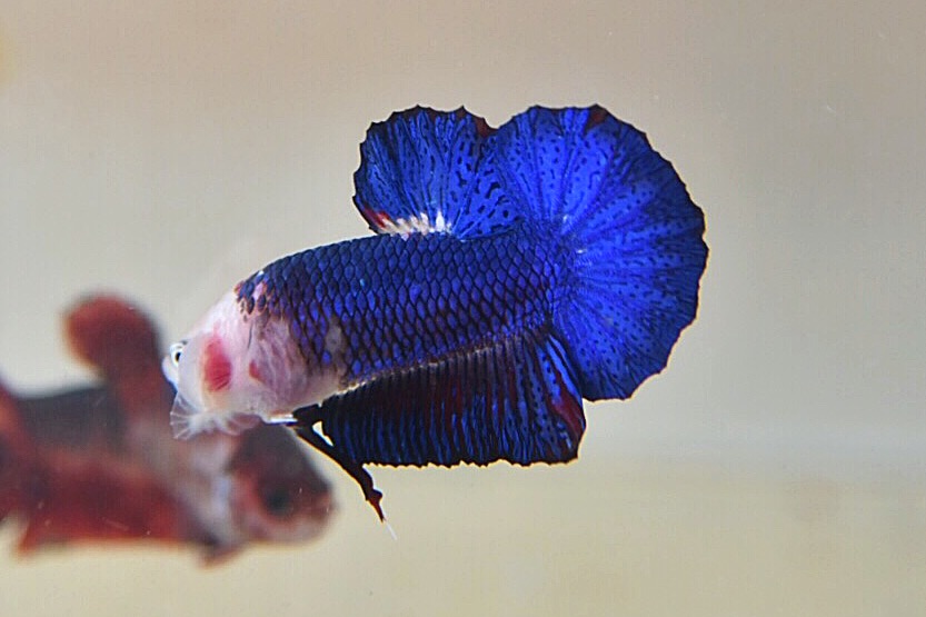 ปลากัดคัดเกรดครีบสั้น - Halfmoon Plakad Fancy Dragon Quality Grade