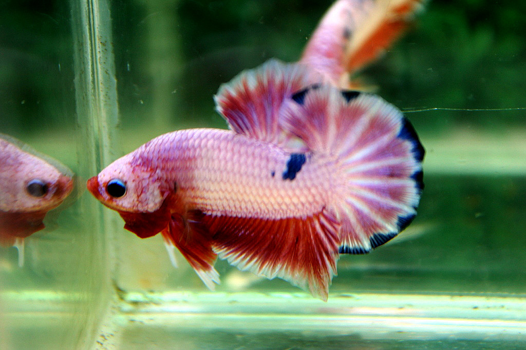 คัดเกรดปลากัดครีบสั้น-Halfmoon Plakat Pink Marble Dragon Hi - Quality Grade