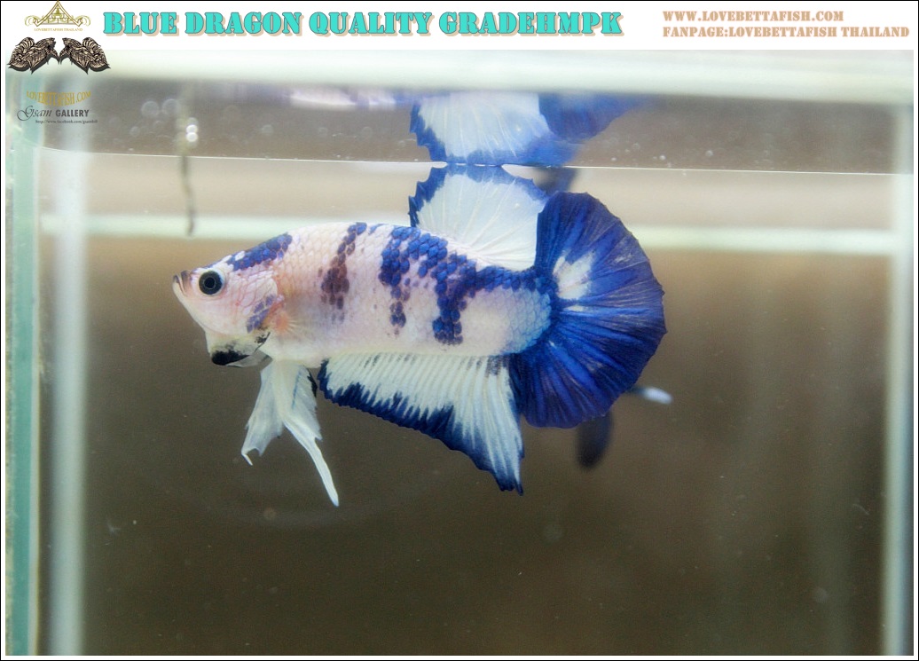 (ขายแล้วครับ)"คัดเกรด"ปลากัดครีบสั้น-Halfmoon Plakats Blue Dragon