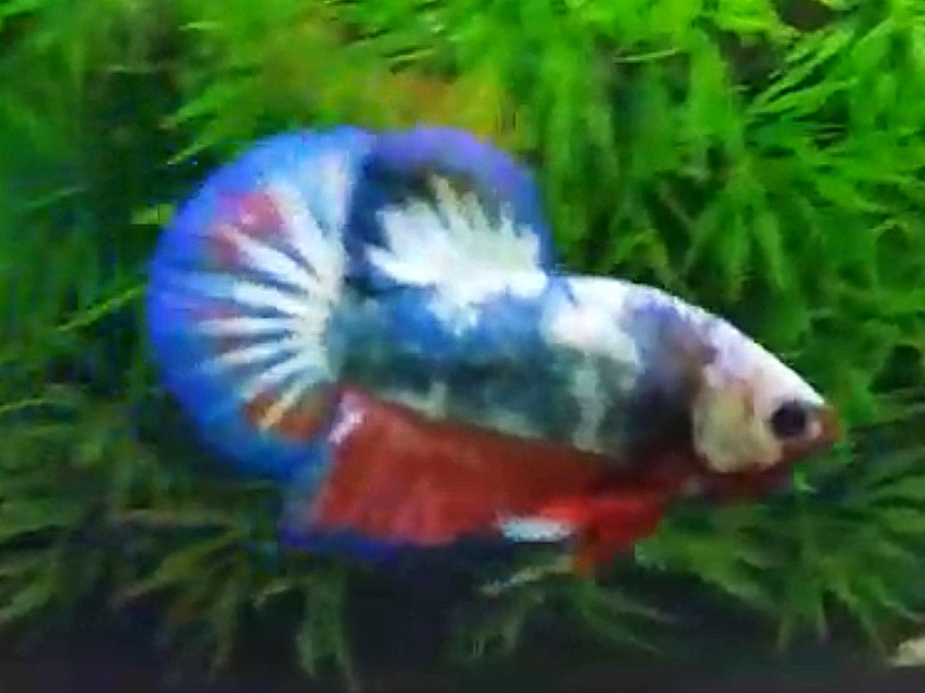 ปลากัดครีบสั้นคัดเกรด - Halfmoon Plakad Fancy Blue Dragon Premium Quality Grade