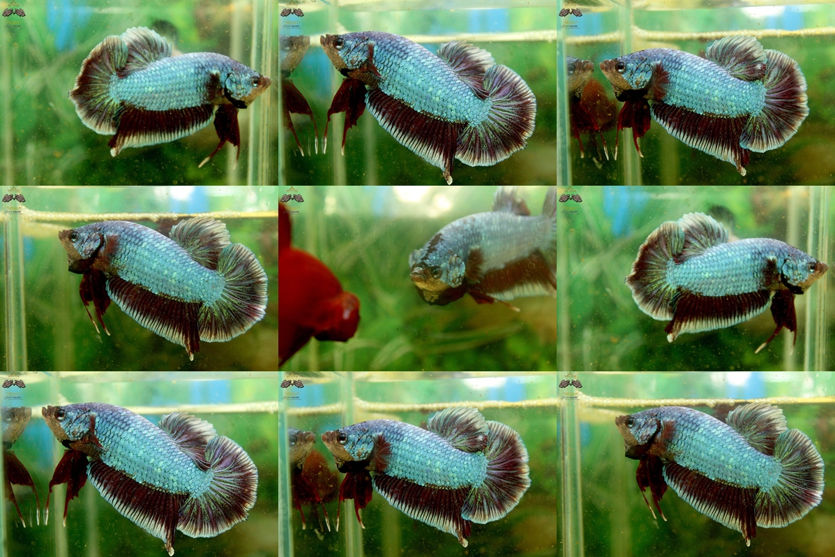 (ขายแล้วครับ)"คัดเกรด"ปลากัดยักษ์ครีบสั้น-Giant Halfmoon Plakats Fancy Salamander