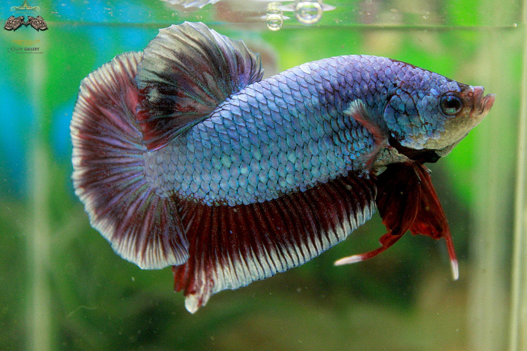 (ขายแล้วครับ)"คัดเกรด"ปลากัดยักษ์ครีบสั้น-Giant Halfmoon Plakats Fancy Salamander