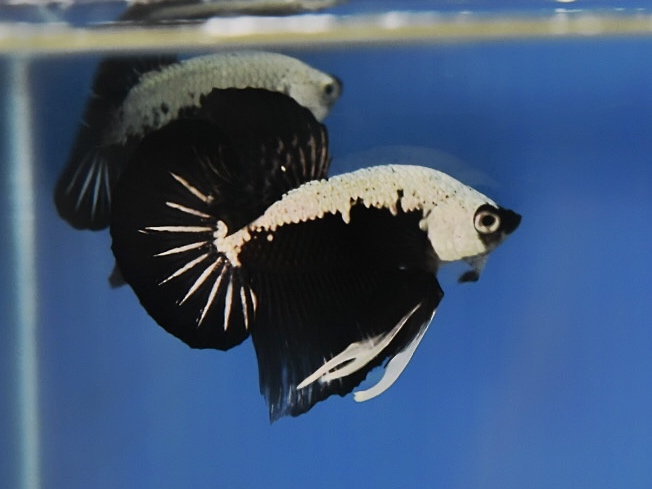 'ปลาวัยรุ่นอนาคตไกล' ปลากัดคัดเกรดครีบสั้น - Halfmoon Plakad Black Samurai Premium Quality Grade