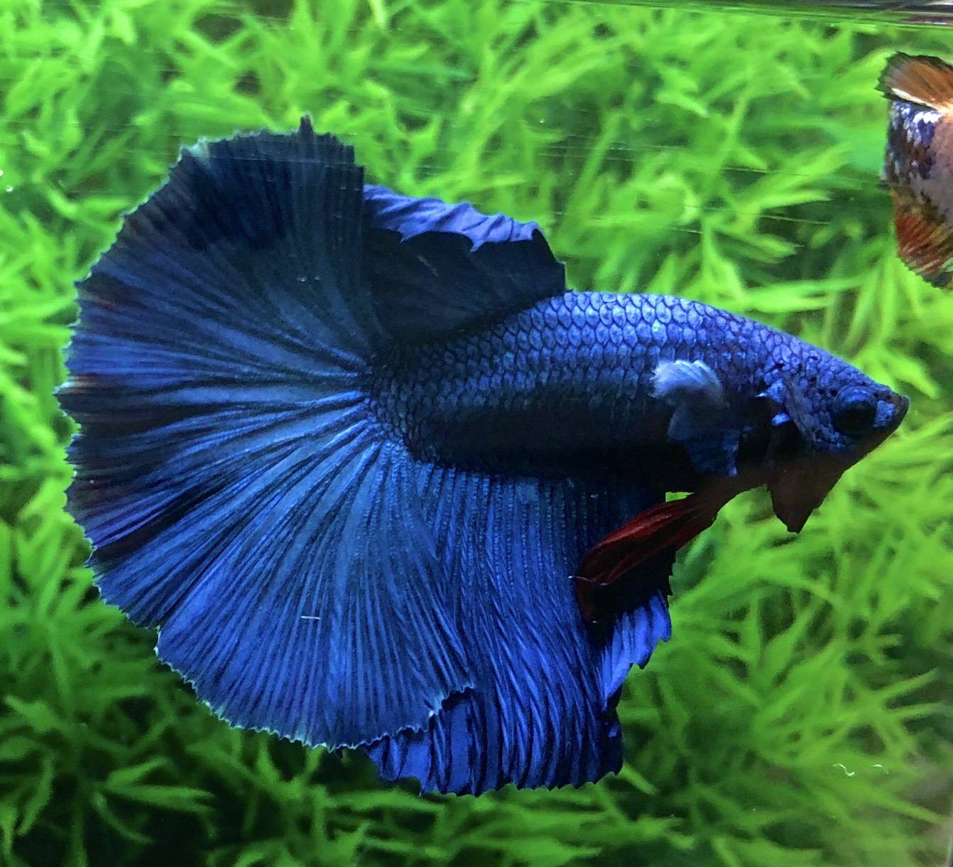 ปลากัดคัดเกรดครีบยาว - Halfmoon Super Blue Premium Quality Grade