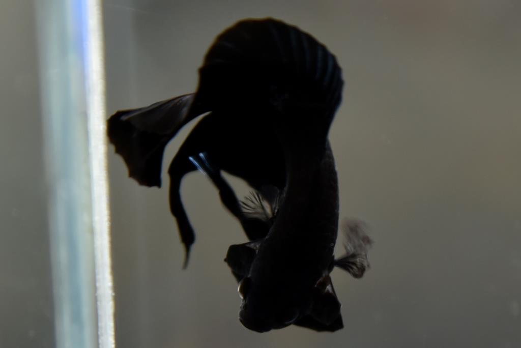 "เกรดประกวด"ปลากัดคัดเกรดครีบสั้นหางคู่ - Double Tails Halfmoon Plakad Super Black Premium Quality Grade