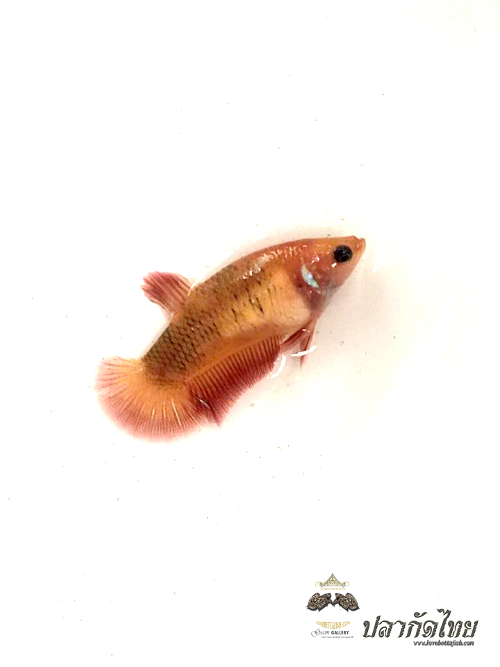 ปลากัดคัดเกรดครีบสั้นตัวเมีย - Female Halfmoon Plakad FancyDragon Quality Grade AAA+
