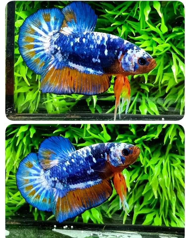 ปลากัดคัดเกรดครีบสั้น - Halfmoon Plakad Fancy Dragon Premium Quality Grade