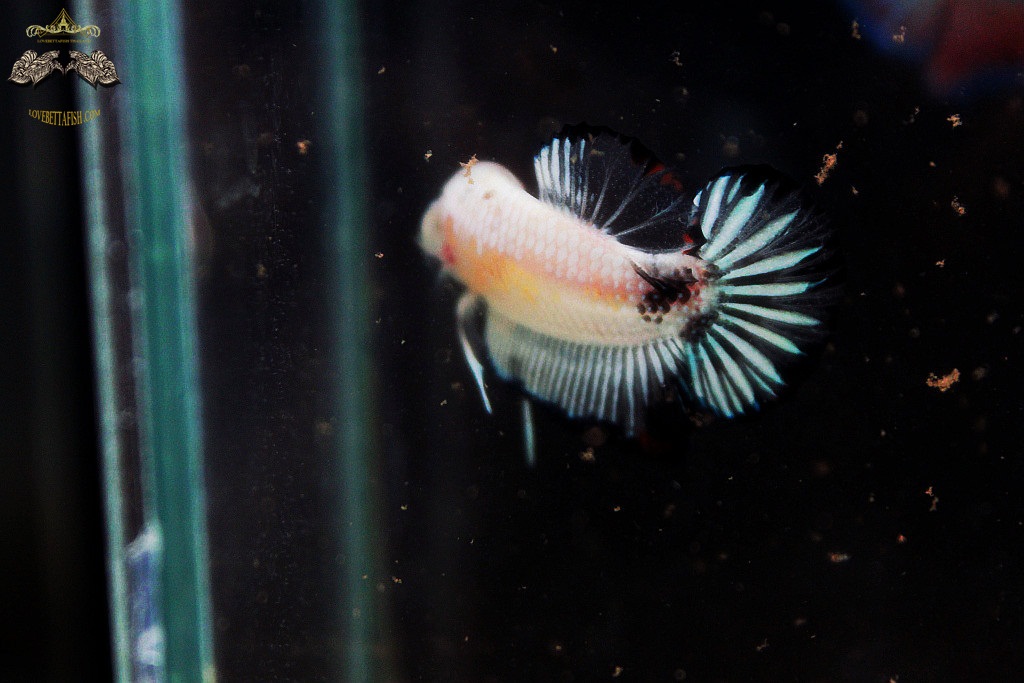 (ขายแล้วครับ)"คัดเกรด"ปลากัดครีบสั้น-Halfmoon Plakats Fancy Koi