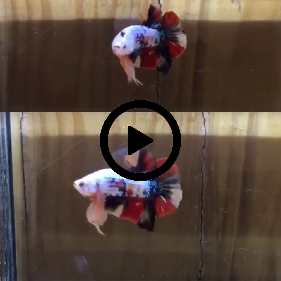 ปลากัดคัดเกรดครีบสั้นตัวผู้และตัวเมีย 1 คู่ Male + Female Halfmoon Plakad "Fancy Nemo" Premium Quality Grade 1 Pair