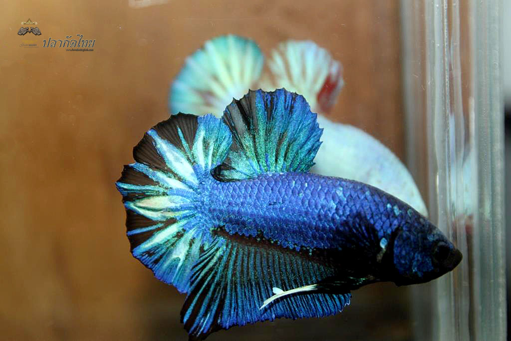 ปลากัดคัดเกรดครีบสั้น - Halfmoon Plakad Fancy Blue Dragon Premium Quality Grade