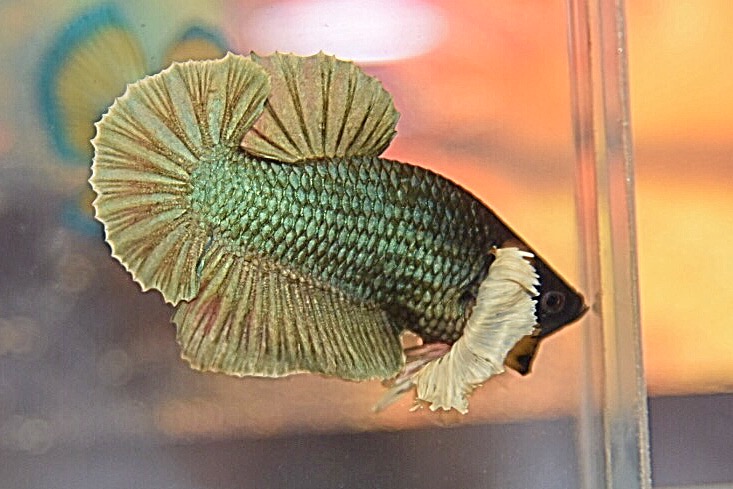 “หูใหญ่มากหูเป็นพวง”ปลากัดคัดเกรดครีบสั้นหูช้าง - Halfmoon Plakad Big Ear Premium Quality Grade AAA+