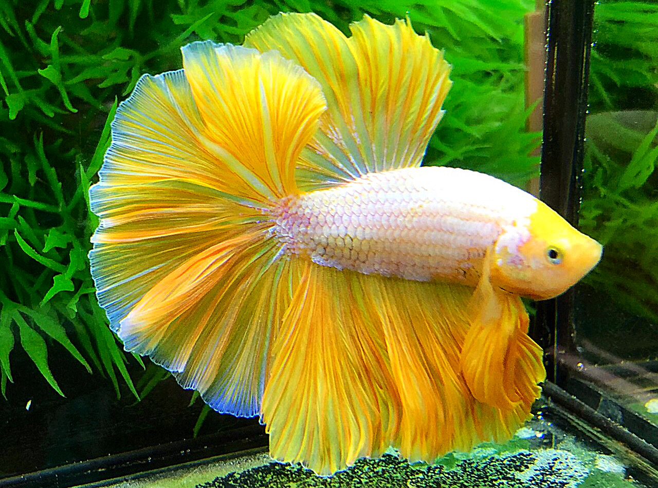 ปลากัดคัดเกรดครีบยาว - Halfmoon Fancy Yellow Premium Quality Grade