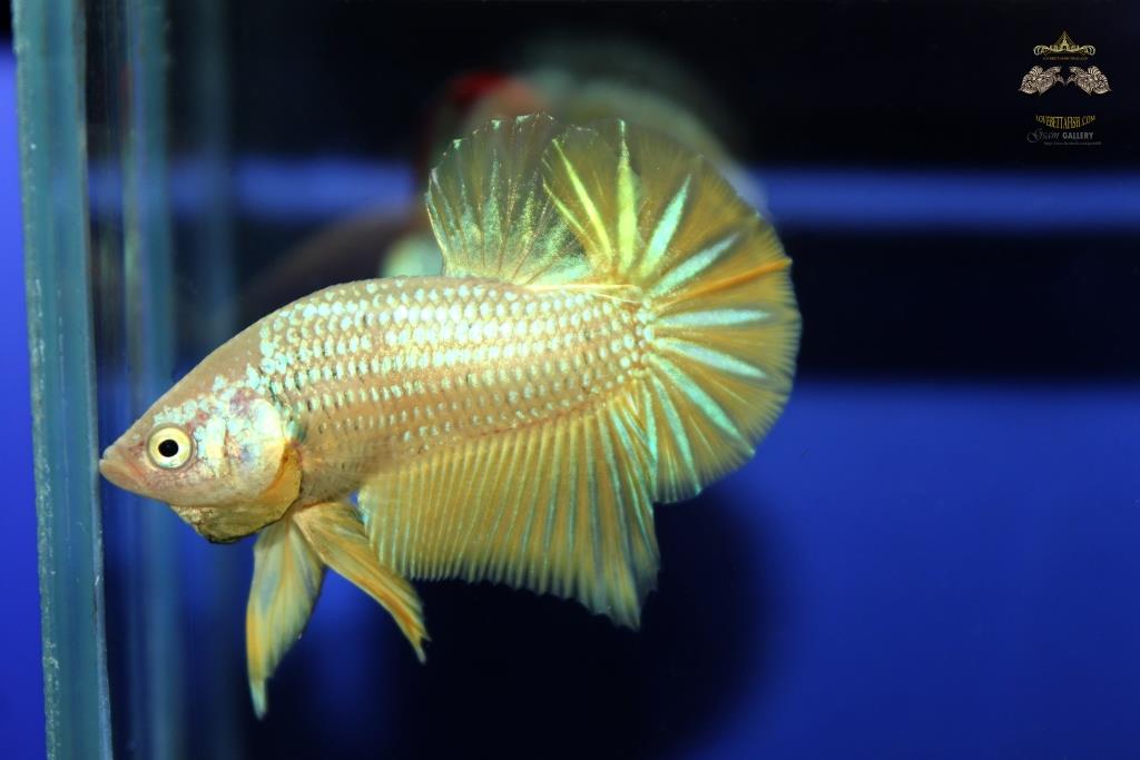 ปลากัดคัดเกรดครีบสั้น - Halfmoon Plakad Yellow Gold Quality Grade