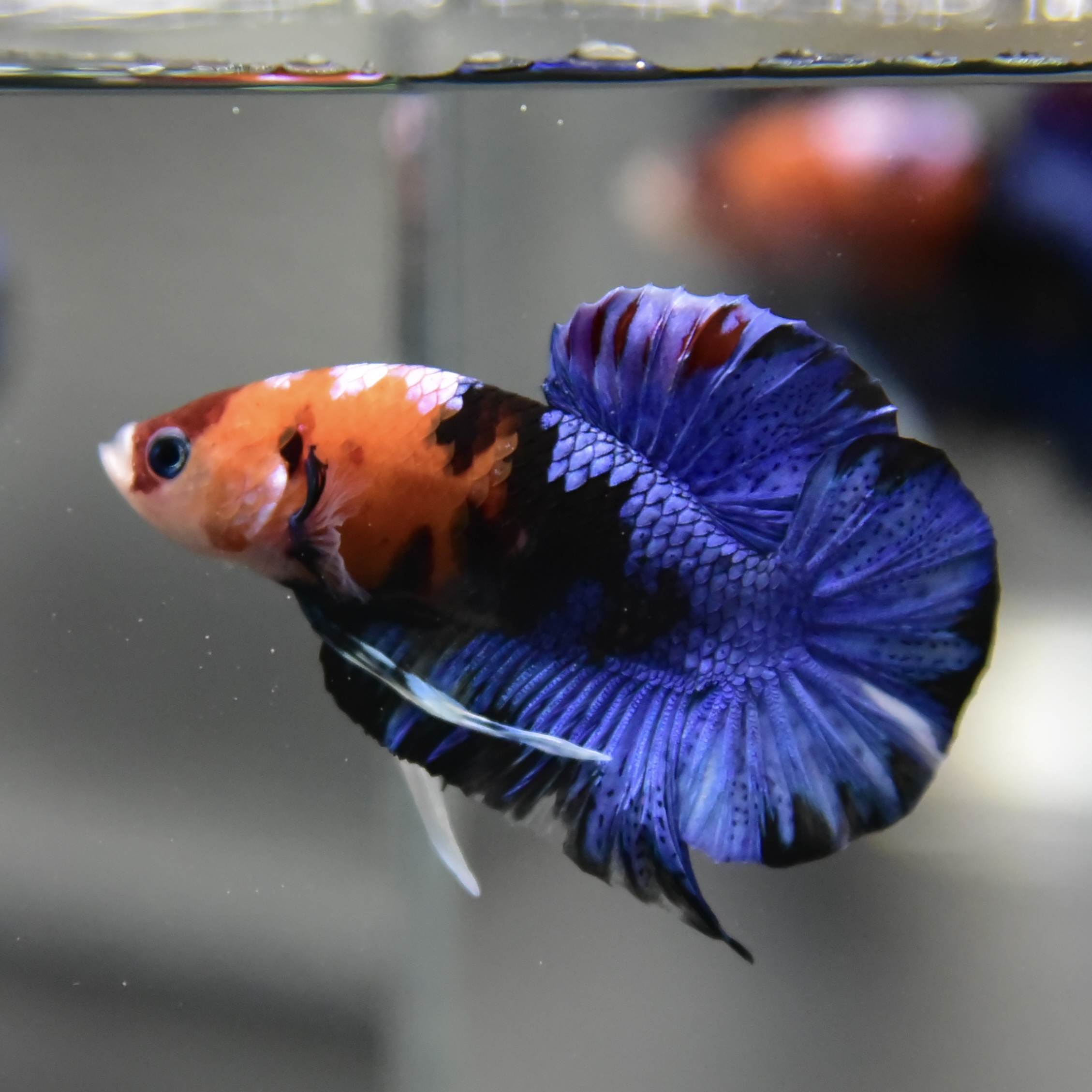 ปลากัดครีบสั้นแฟนซี - Halfmoon Plakad Fancy Quality Grade