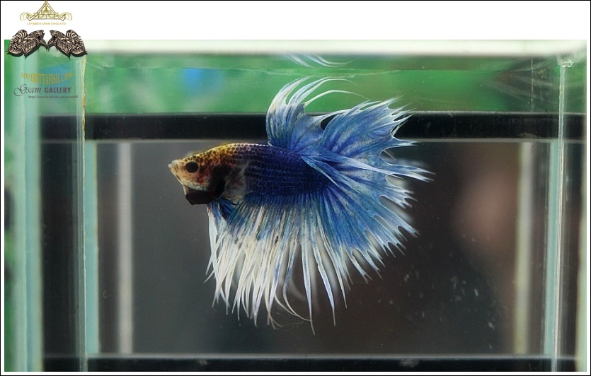 (ขายแล้วครับ)"คัดเกรด"ปลากัดครีบยาวหางมงกุฎ-Crown Tails Blue Sky White Fancy