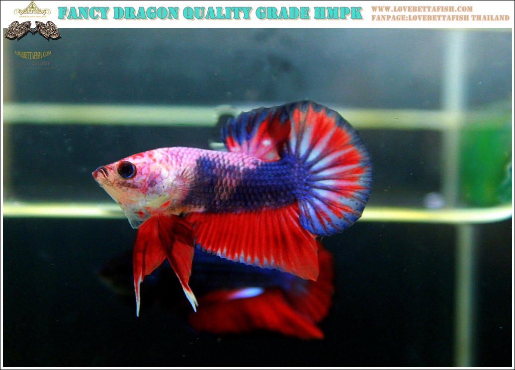 (ขายแล้วครับ)"คัดเกรด"ปลากัดครีบสั้น-Halfmoon Plakats Fancy Dragon Nice colors Nice Form