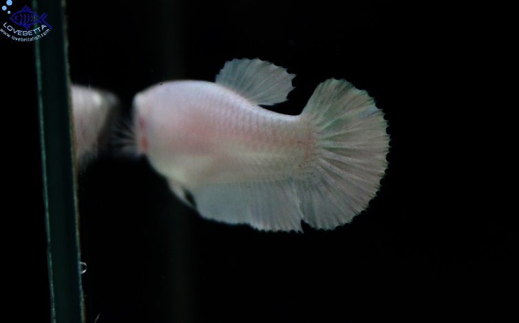 (ขายแล้วครับ)"คัดเกรด"ปลากัดครีบสั้นตัวเมีย-Halfmoon Plakats Female White Platinum