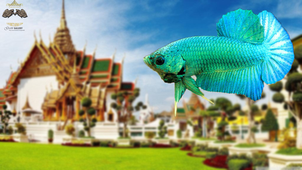 (ขายแล้วครับ)ตอนรับปีใหม่"คัดเกรด"ปลากัดครีบสั้น-Halfmoon Plakats Super Green