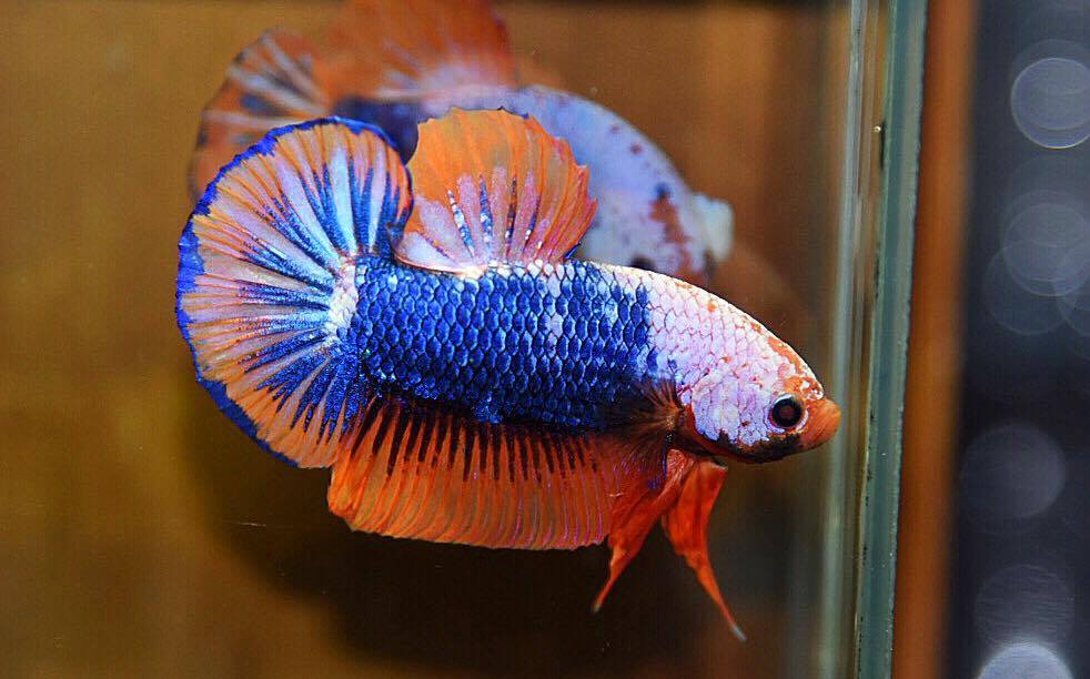 ปลาใหญ่ขนาดเกือบ 1.8-1.9 นิ้ว ปลากัดคัดเกรดครีบ - Halfmoon Plakad Fancy Orange Mustrad Premium Quality Grade
