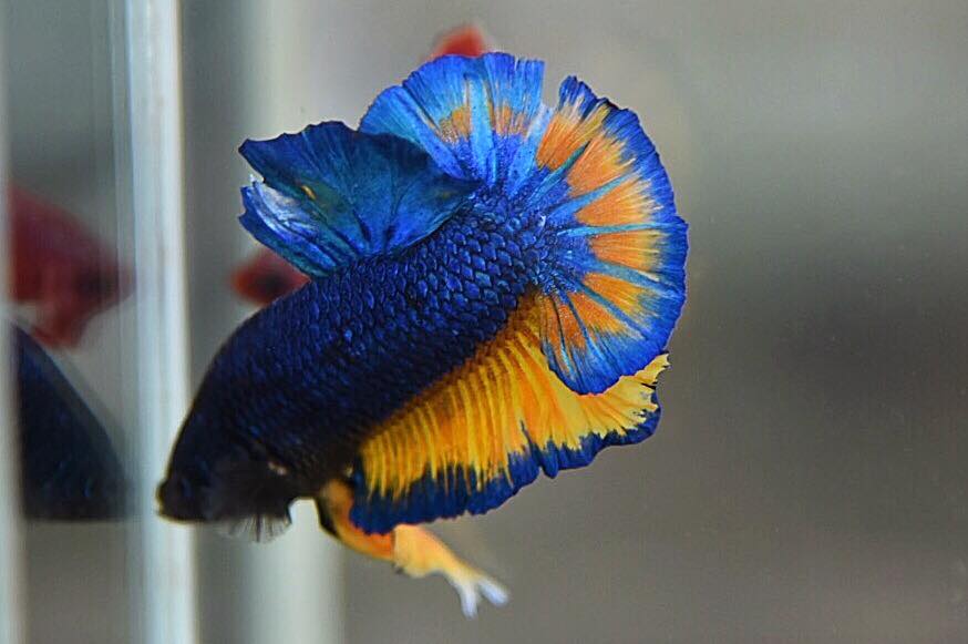 "เหลืองมัสตราลเกรดพ่อพันธุ์" ปลากัดคัดเกรดครีบสั้น - Halfmoon Plakad Blue Mustrad Premium Quality Grade