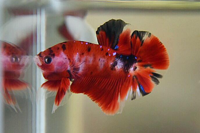 "แฟนซีลายคราฟ" ปลากัดคัดเกรดครีบสั้น - Halfmoon Plakad Fancy Red Koi Premium Quality Grade