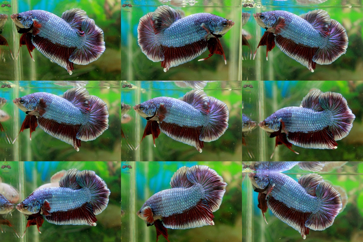 (ขายแล้วครับ)"คัดเกรด"ปลากัดยักษ์ครีบสั้น-Giant Halfmoon Plakats Fancy Salamander