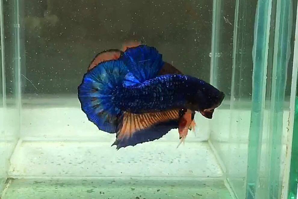ปลากัดคัดเกรดครีบสั้น - Halfmoon Plakad Blue Dragon Quality Grade