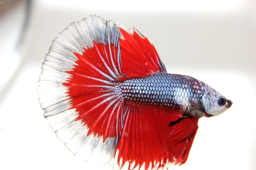 "คัดเกรดประกวด"ปลากัดครีบยาว-Halfmoon Fancy Red Butterfly Premium Quality Grade AAA+