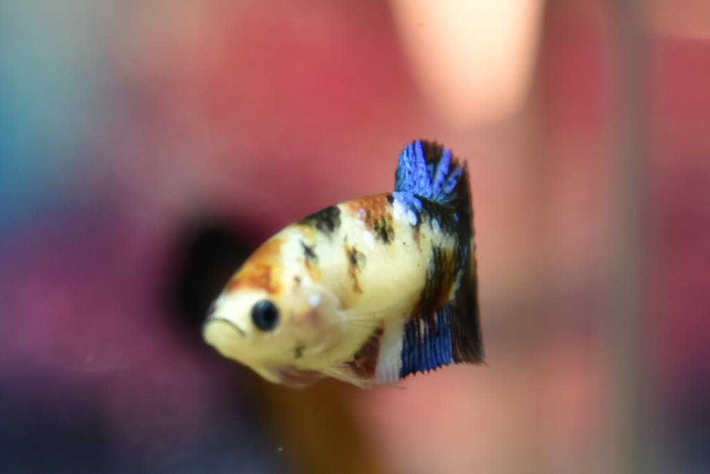 ปลากัดตัวเมียแฟนซีโค่ยกาแลคซี ปลากัดคัดเกรดครีบสั้น - Female Halfmoon Plakad Fancy Galaxy Premium Quality Grade