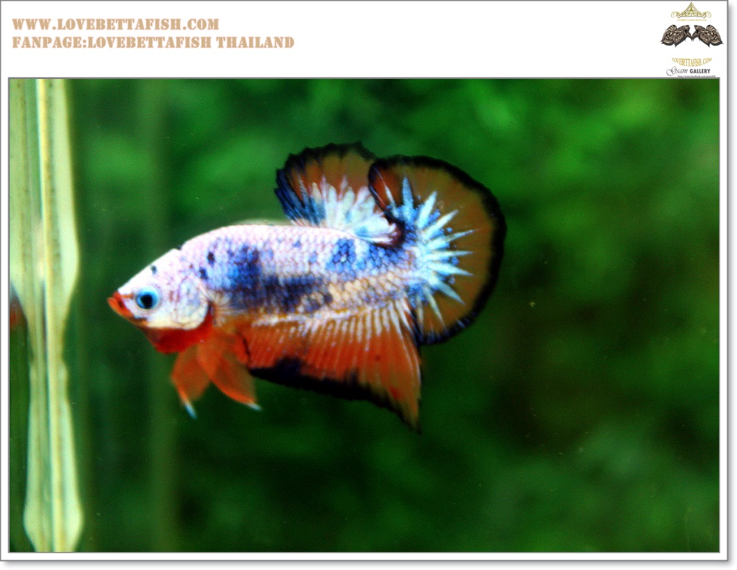 คัดเกรดปลากัดครีบสั้น-Halfmoon Plakat Fancy Dragon Quality Grade
