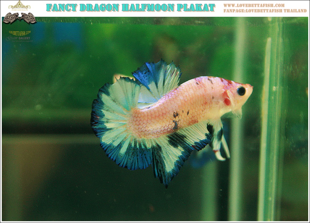 (ขายแล้วครับ)"คัดเกรด"ปลากัดครีบสั้น-Halfmoon Plakats Fancy Dragon
