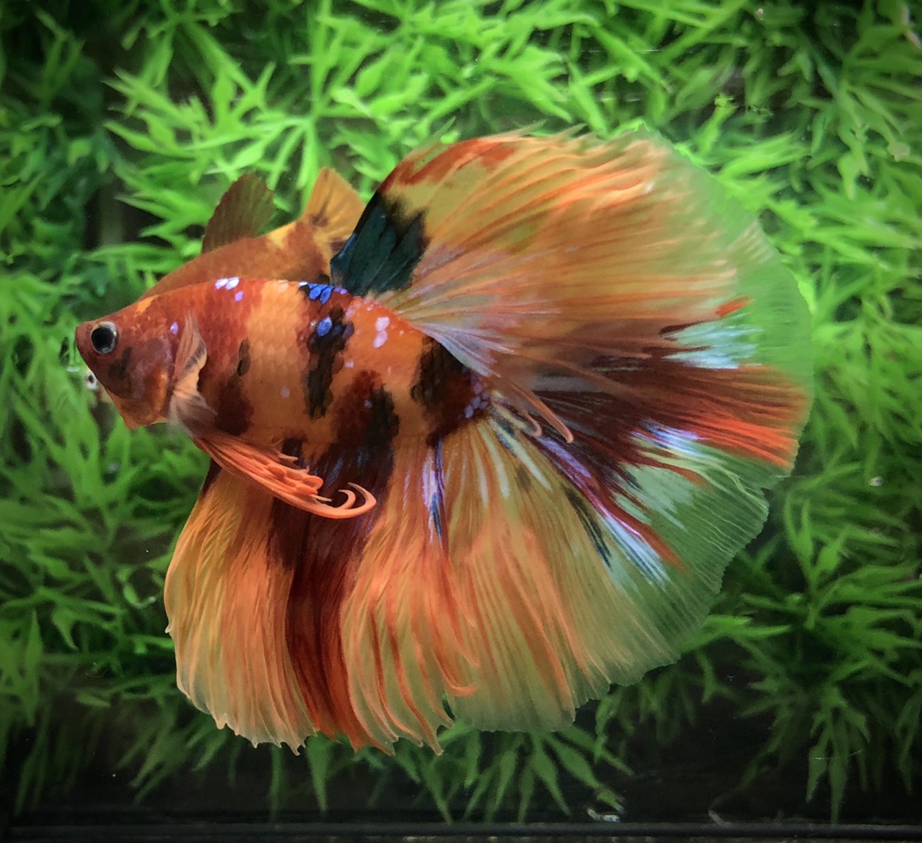 ปลากัดคัดเกรดครีบยาว - Halfmoon Fancy Koi Candy Premium Quality Grade