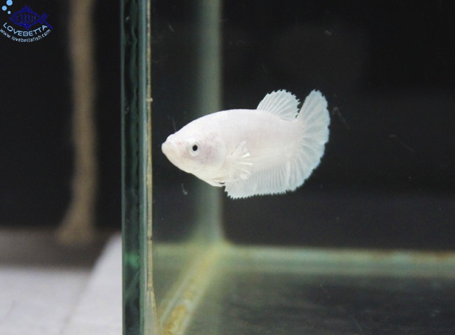 (ขายแล้วครับ)"คัดเกรด" Female White Platinum Grade AAA