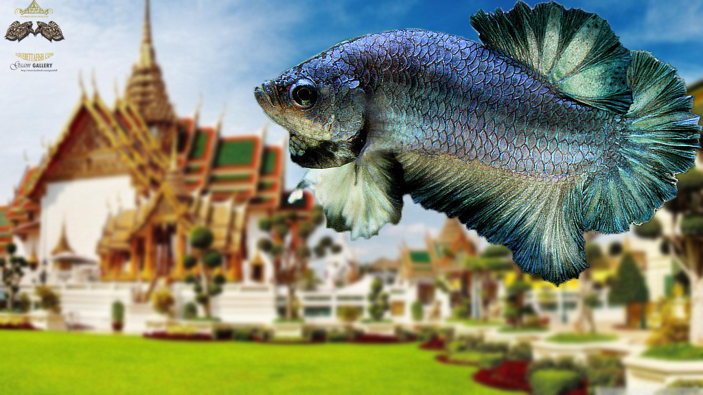 (ขายแล้วครับ)"คัดเกรด"ปลากัดครีบสั้น-Halfmoon Plakats Fancy Green Blue Steel