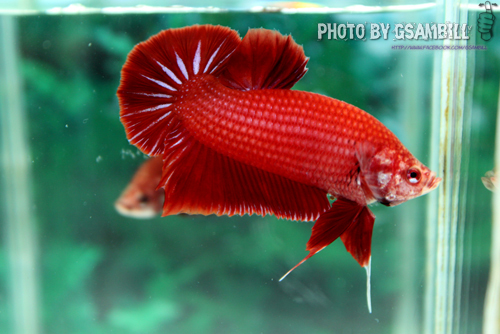 ปลากัดครีบสั้น - HMPK SUPER RED
