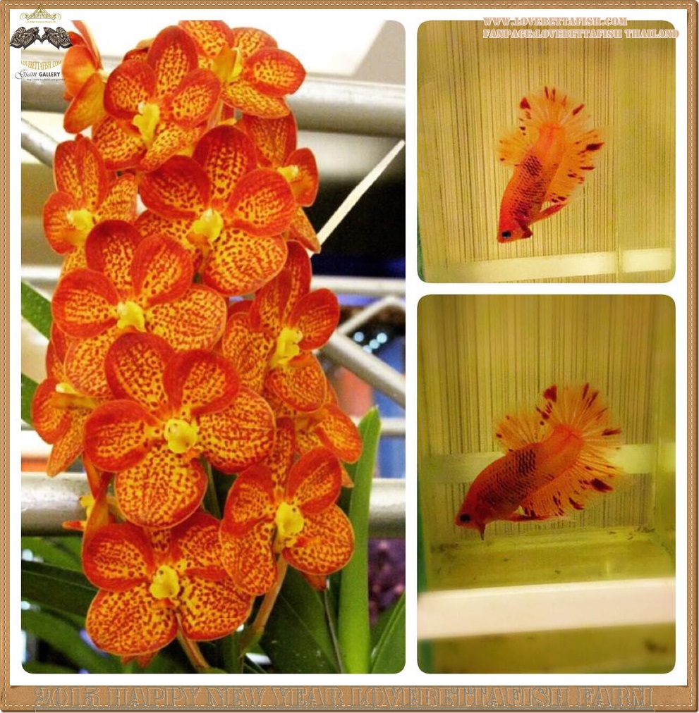 ปลากัดครีบสั้น-Fancy Color Flower ลายดอกกล้วยไม้