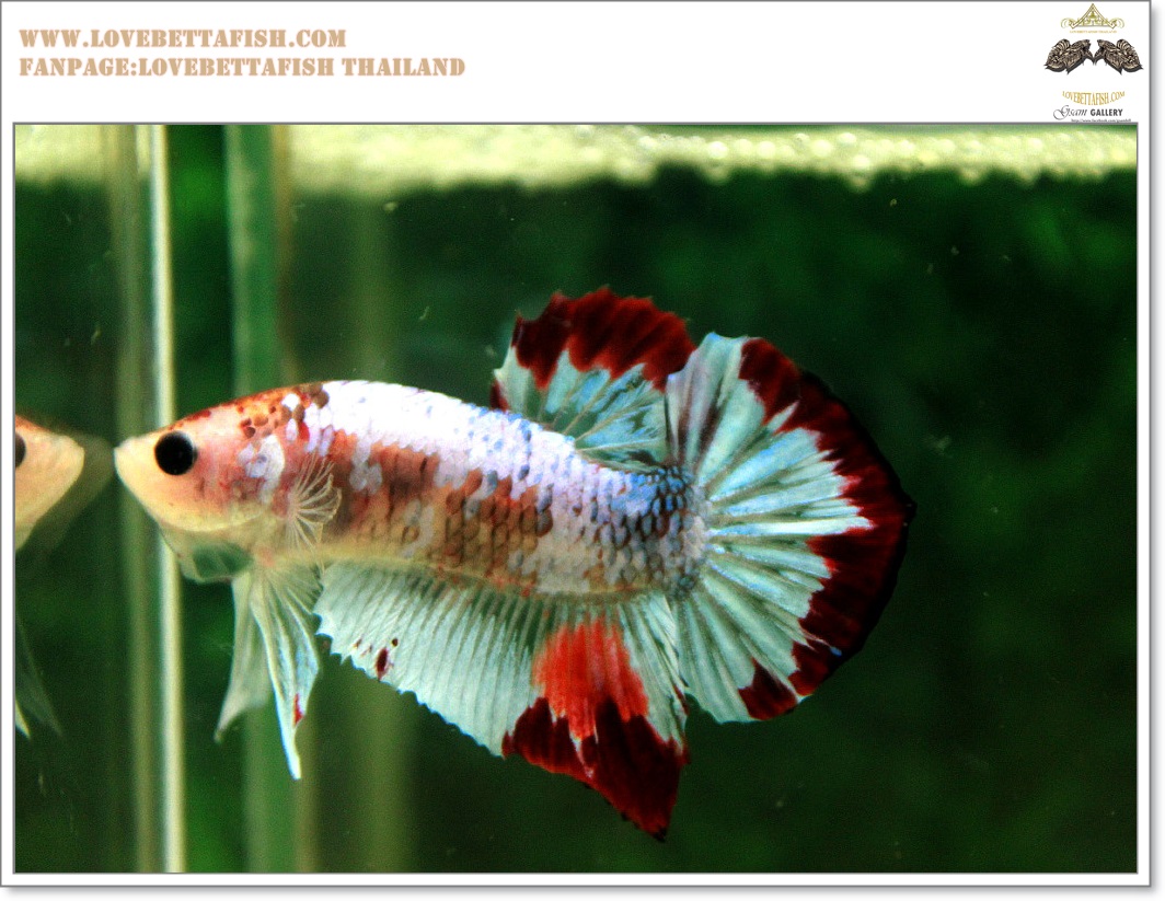 คัดเกรดปลากัดครีบสั้น-Hi- Quality Halfmoon Plakat Fancy Dragon Quality Grade