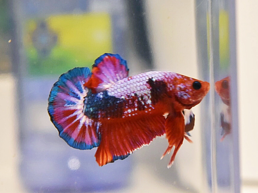ปลากัดคัดเกรดครีบสั้น - Halfmoon Plakad Fancy Dragon Premium Quality Grade